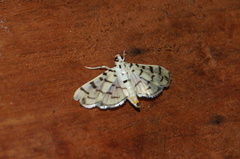 Dichocrocis sabatalis