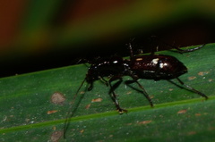 Ctenostoma maculicorne