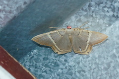 Phrygionis privignaria