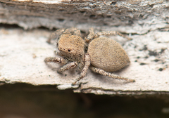 Habronattus clypeatus