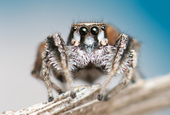 Habronattus clypeatus