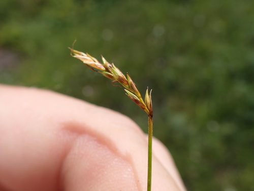 Yellow-flowered Sedge (Carex anthoxanthea)
