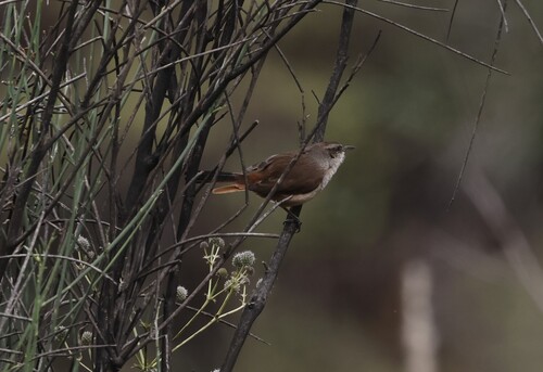 Berlepsch's Canastero (Asthenes berlepschi), photo 2