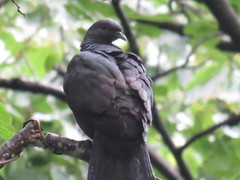 Columba janthina