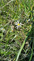Symphyotrichum hallii