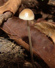 Mycena subcaerulea