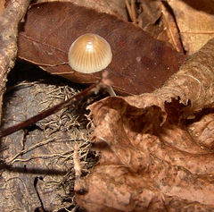 Mycena subcaerulea