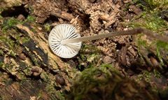 Mycena subcaerulea