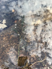Potamogeton robbinsii
