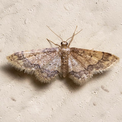 Idaea celtima