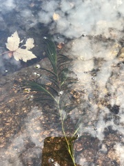 Potamogeton robbinsii