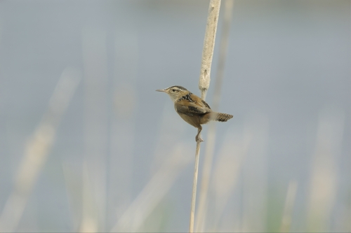 Marsh Wren