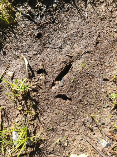 North Island Brown Kiwi (Apteryx mantelli), photo 10