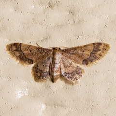 Idaea celtima