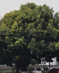 Ficus maclellandii