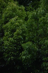 Ficus maclellandii