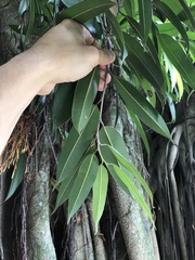 Ficus maclellandii