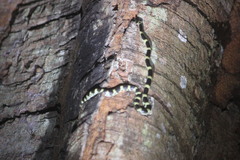 Lycodon travancoricus