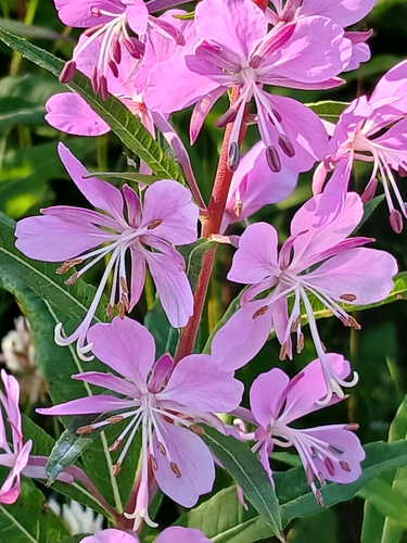 fireweed