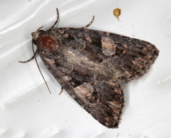 Condica macrosema