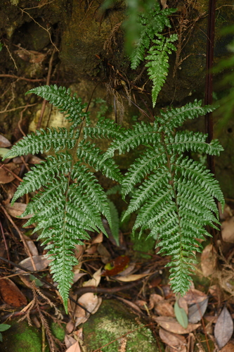 Cyathea hancockii iNat (2)