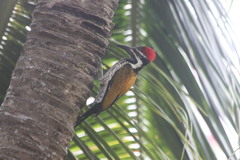 Dinopium benghalense