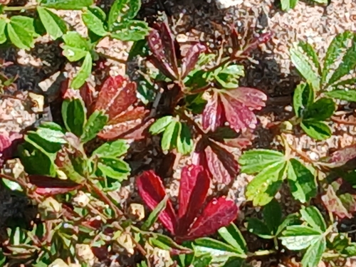 three-toothed cinquefoil