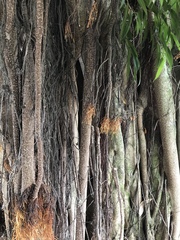 Ficus maclellandii