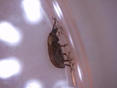 Chalepistes compressus