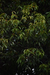Ficus maclellandii