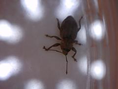 Chalepistes compressus