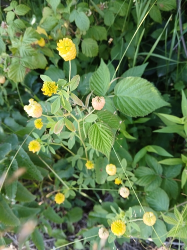 large hop clover