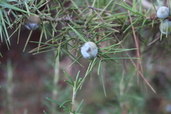 Juniperus oxycedrus oxycedrus