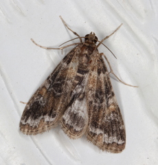 Elophila responsalis