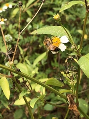 Apis mellifera