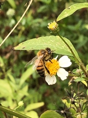 Apis mellifera