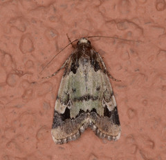Bryolymnia marti
