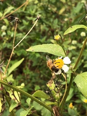 Apis mellifera