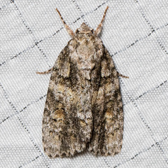Acronicta increta