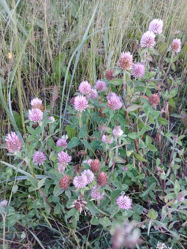 Red Clover