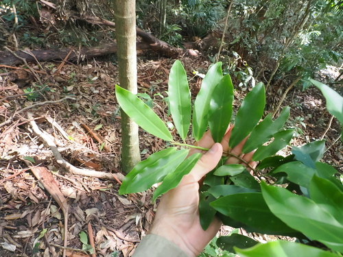 Ardisia bakeri (Ardisia bakeri)