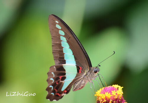 Common Bluebottle