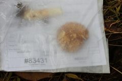 Russula ventricosipes