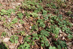 Pachysandra procumbens