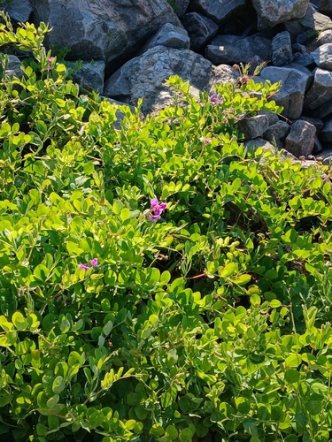 seaside pea