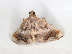 Scenedra decoratalis
