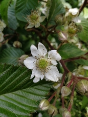 Rubus adenotrichos
