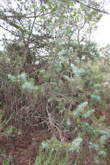 Juniperus oxycedrus oxycedrus