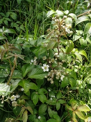 Rubus adenotrichos