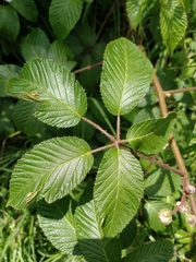 Rubus adenotrichos